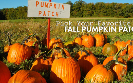 Pick Your Favorite Pumpkin Patch