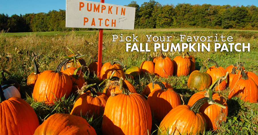 Pick Your Favorite Pumpkin Patch