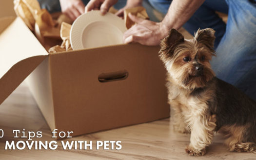 2-4-10-Tips-for-Moving-With-Pets