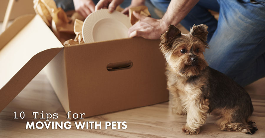 2-4-10-Tips-for-Moving-With-Pets