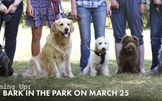 bark in the park