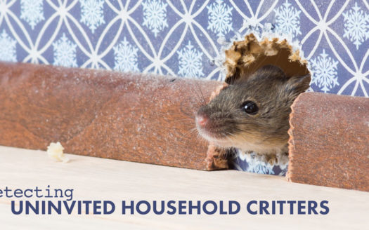 uninvited household critters