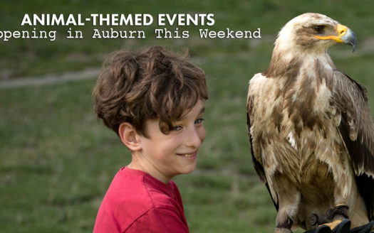 animal-themed events happening in Auburn