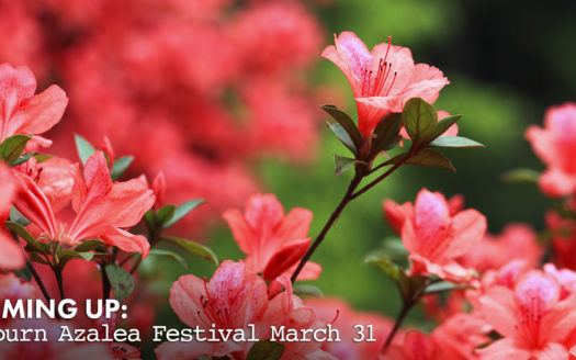 Auburn Azalea Festival