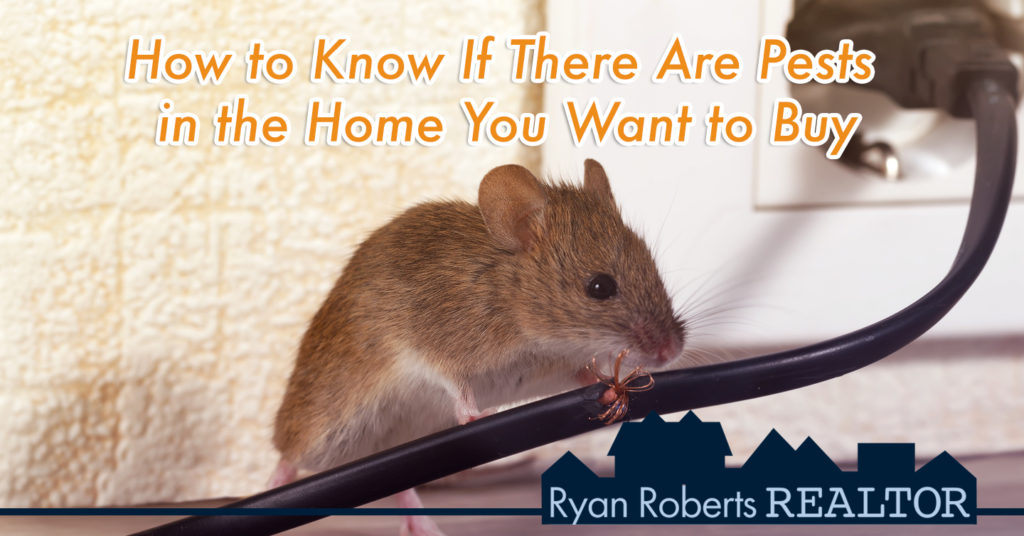 pests in the home you want to buy