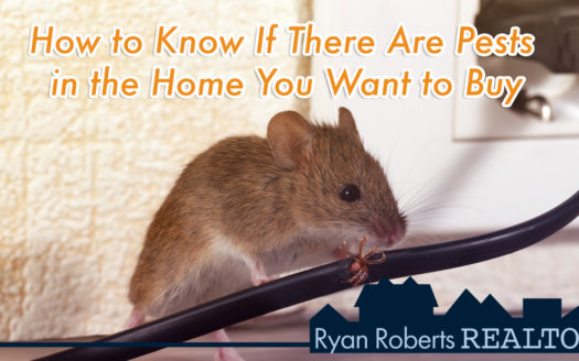 pests in the home you want to buy