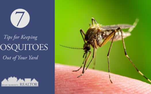 Tips for Keeping Mosquitoes Out of Your Yard