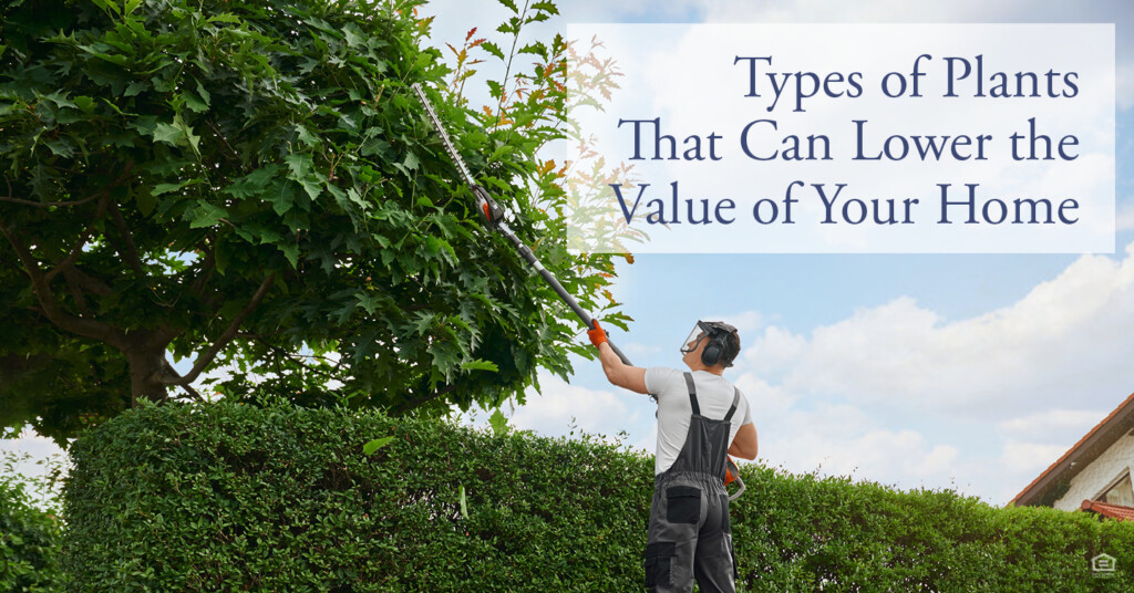 types of plants that can lower the value of your home