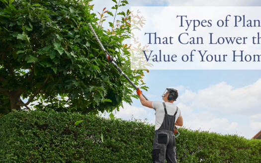 types of plants that can lower the value of your home